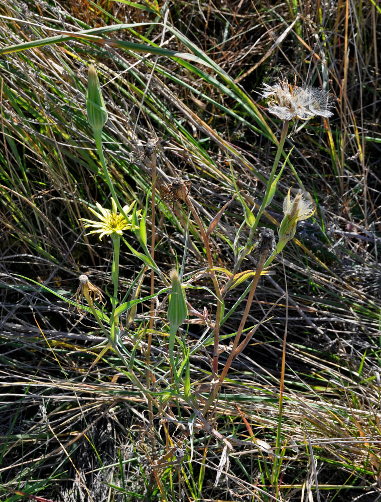 Изображение особи род Tragopogon.