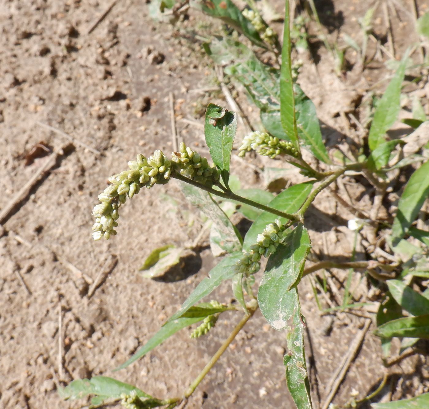 Image of Persicaria lapathifolia specimen.