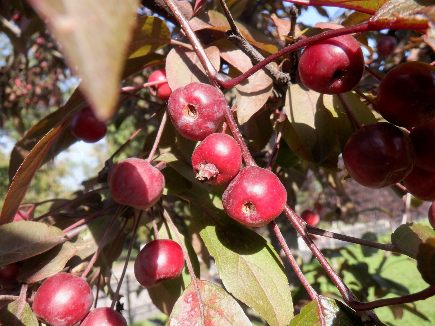 Image of Malus × purpurea specimen.