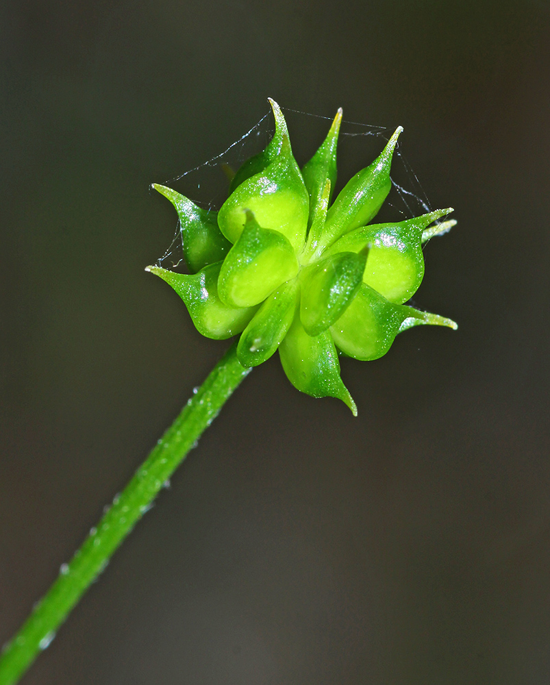 Image of Ranunculus tachiroei specimen.