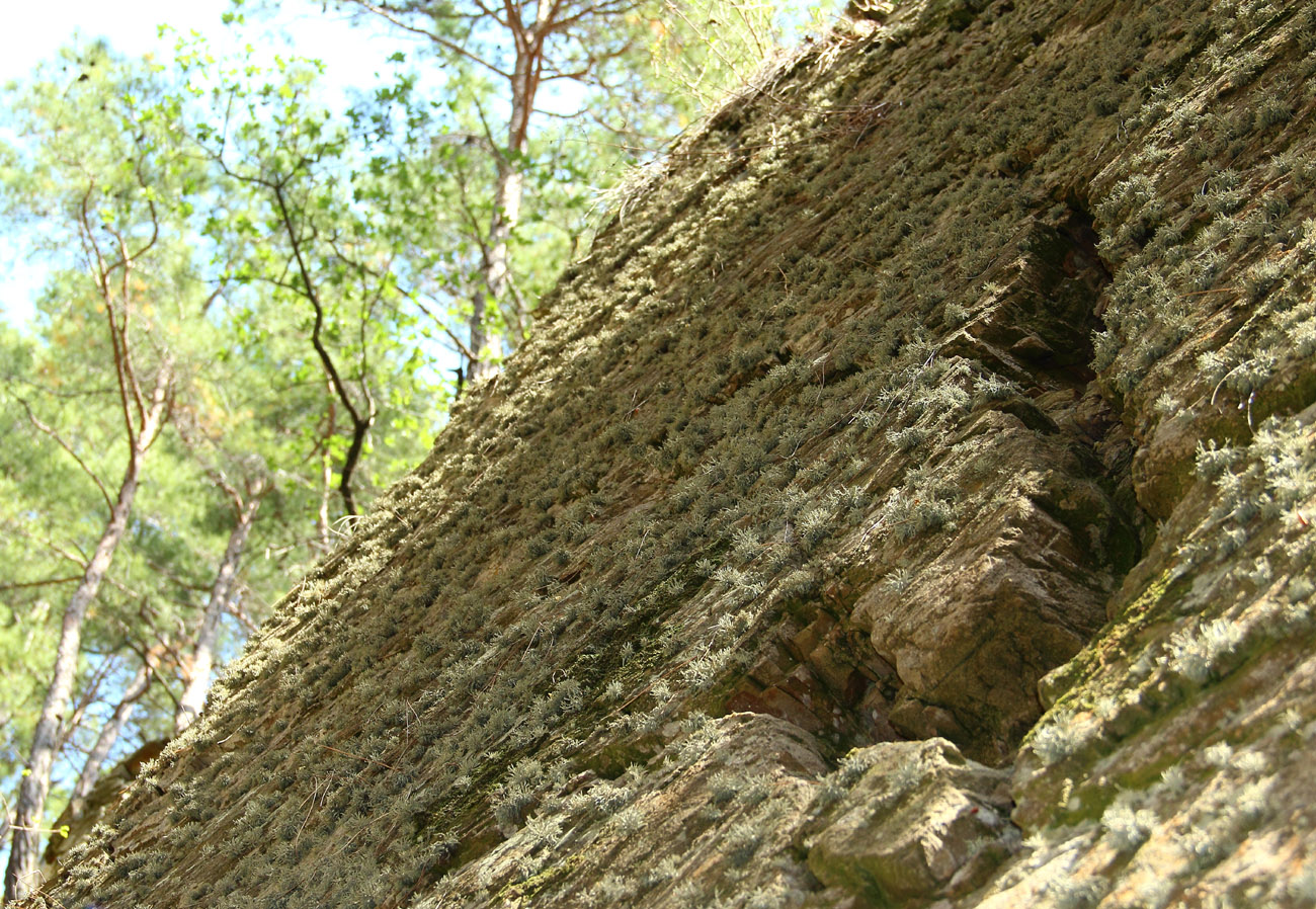 Изображение особи Roccella phycopsis.