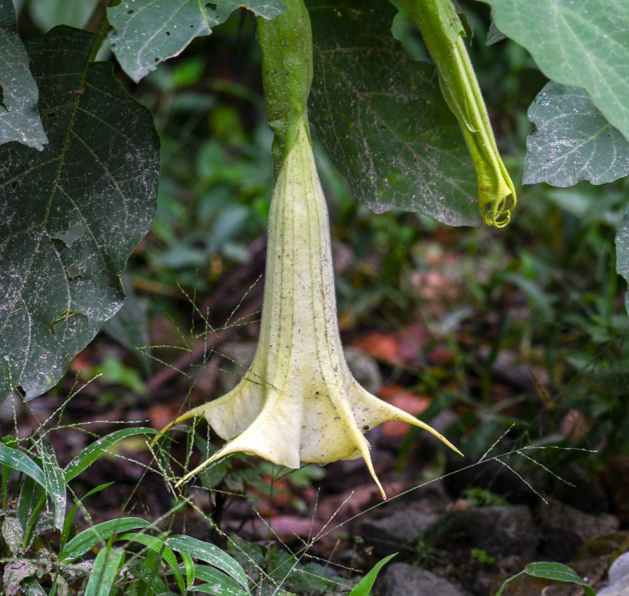 Image of Brugmansia &times; candida specimen.