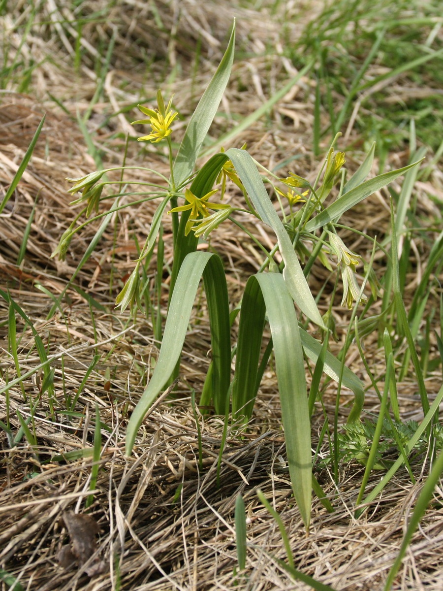 Image of Gagea lutea specimen.