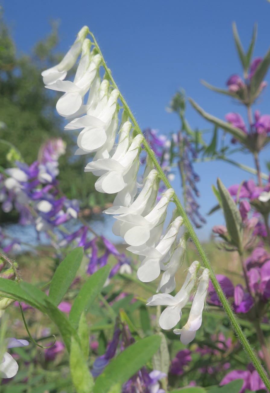 Image of Vicia villosa specimen.