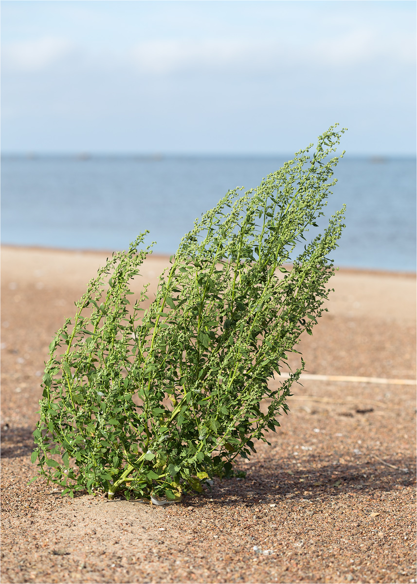 Image of Chenopodium album specimen.