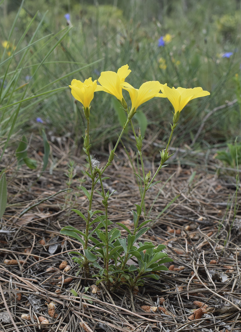 Image of Linum campanulatum specimen.