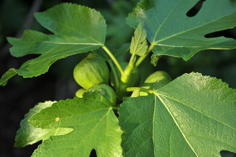 Изображение особи Ficus carica.