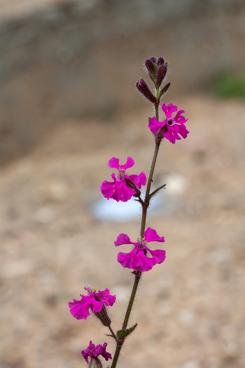 Изображение особи Silene palaestina.