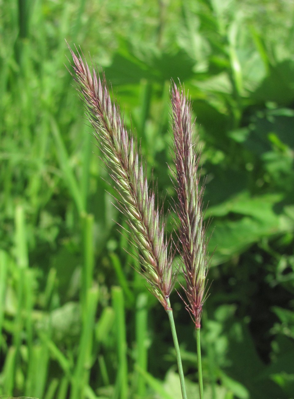 Изображение особи Hordeum violaceum.