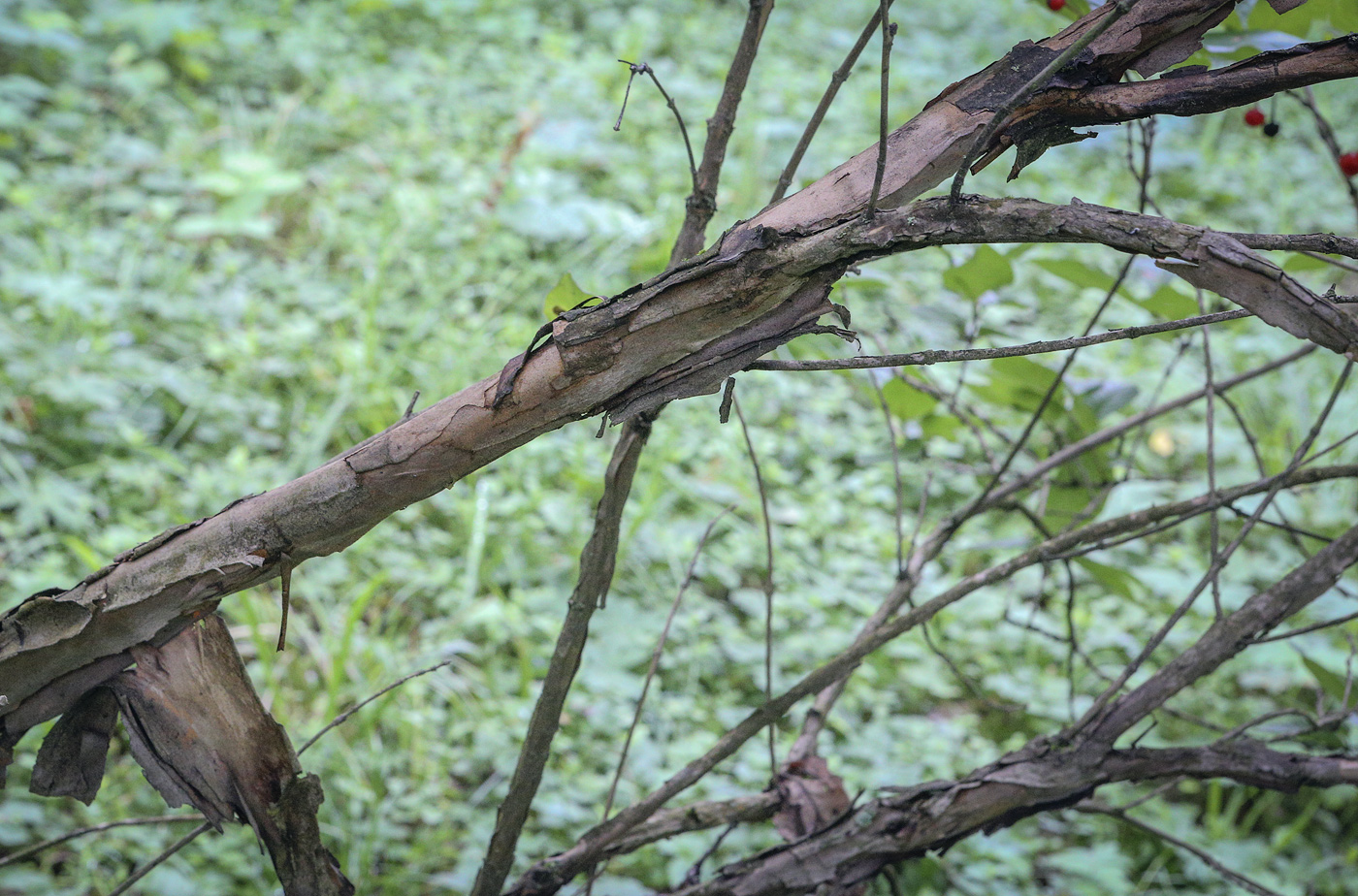 Image of Lonicera sachalinensis specimen.