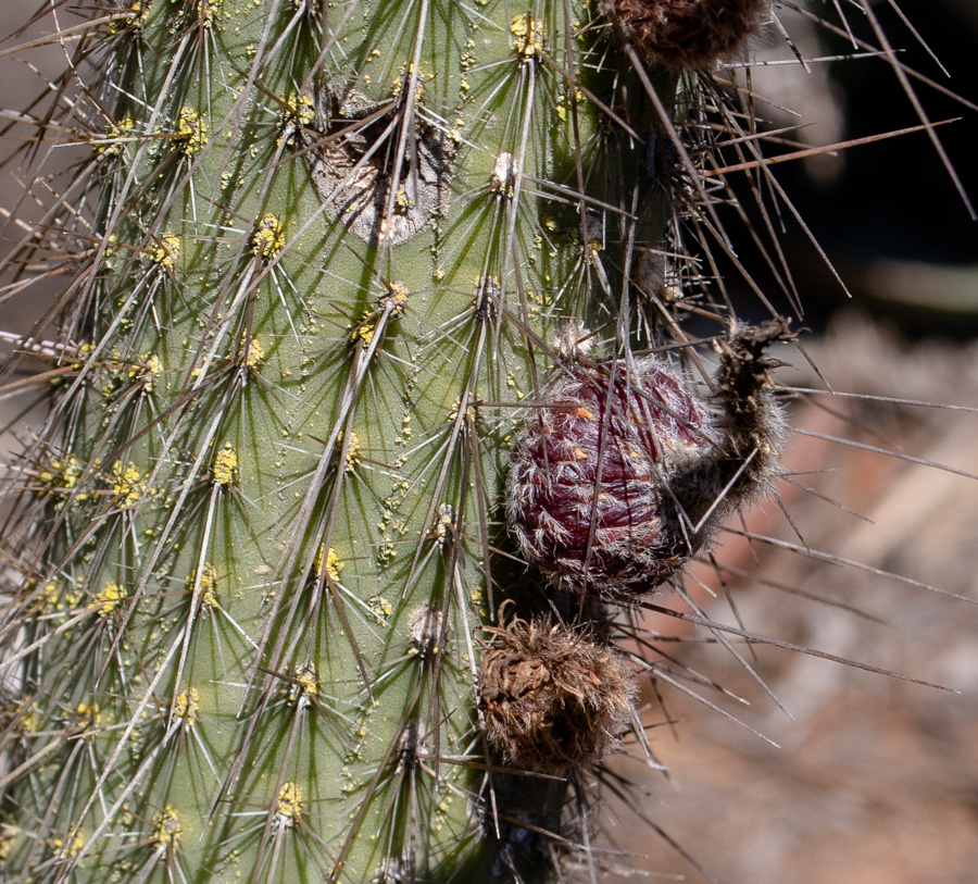 Изображение особи Cleistocactus baumannii.