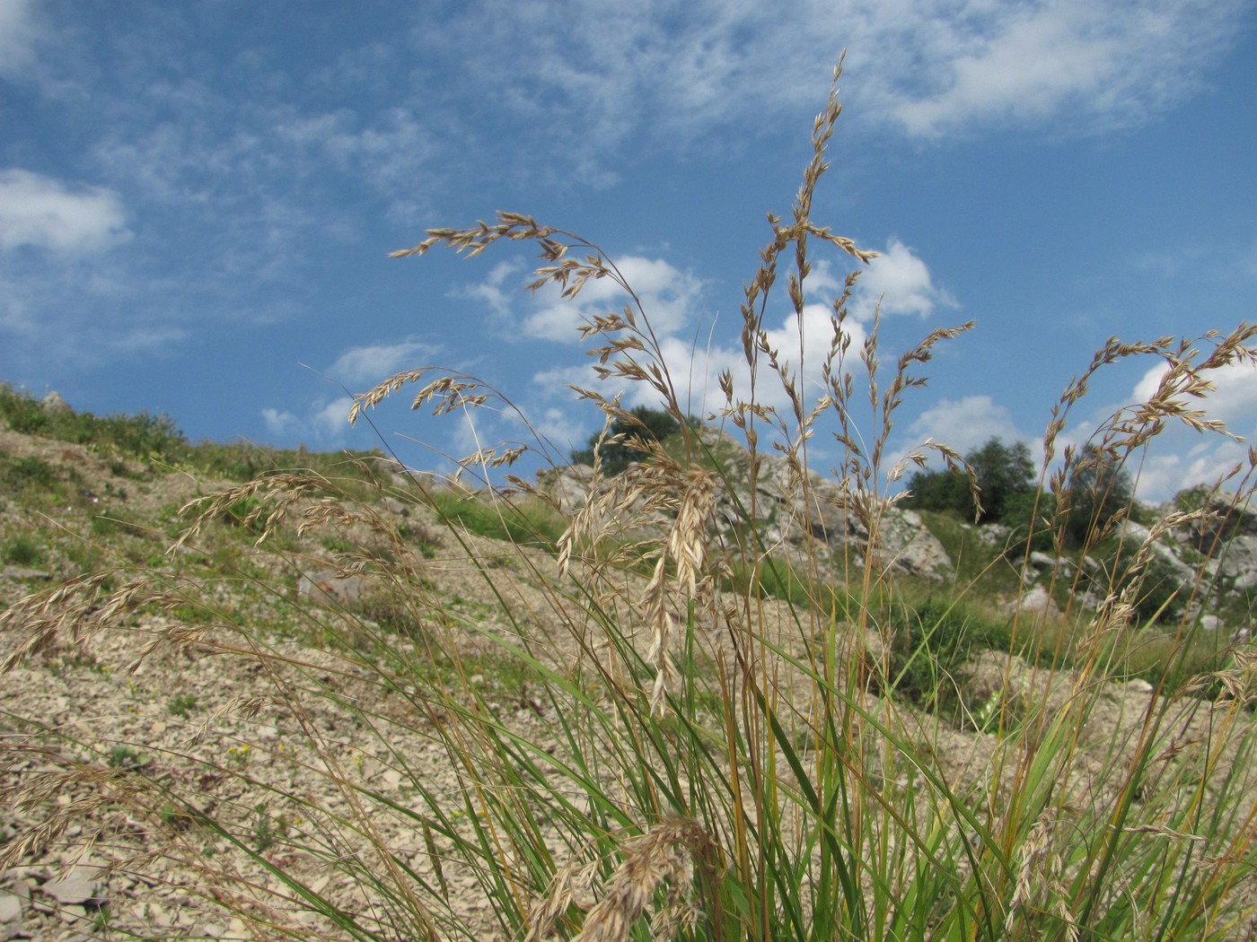 Image of genus Festuca specimen.