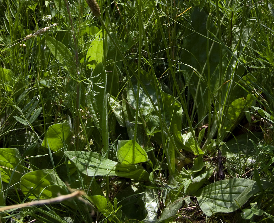 Image of Plantago media specimen.