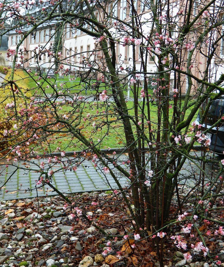 Image of genus Viburnum specimen.