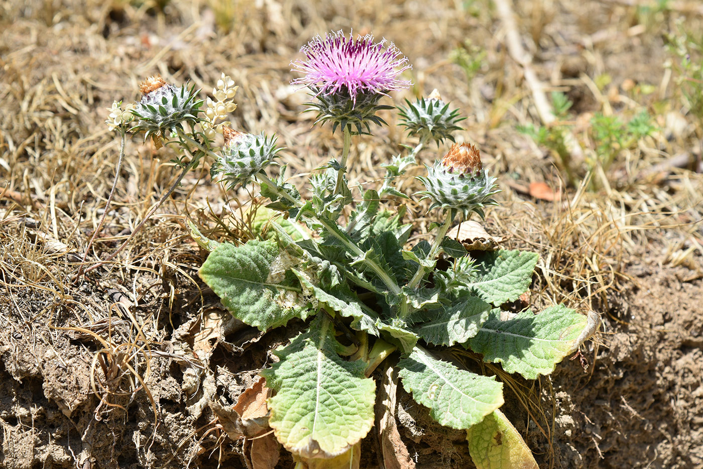 Image of genus Cousinia specimen.