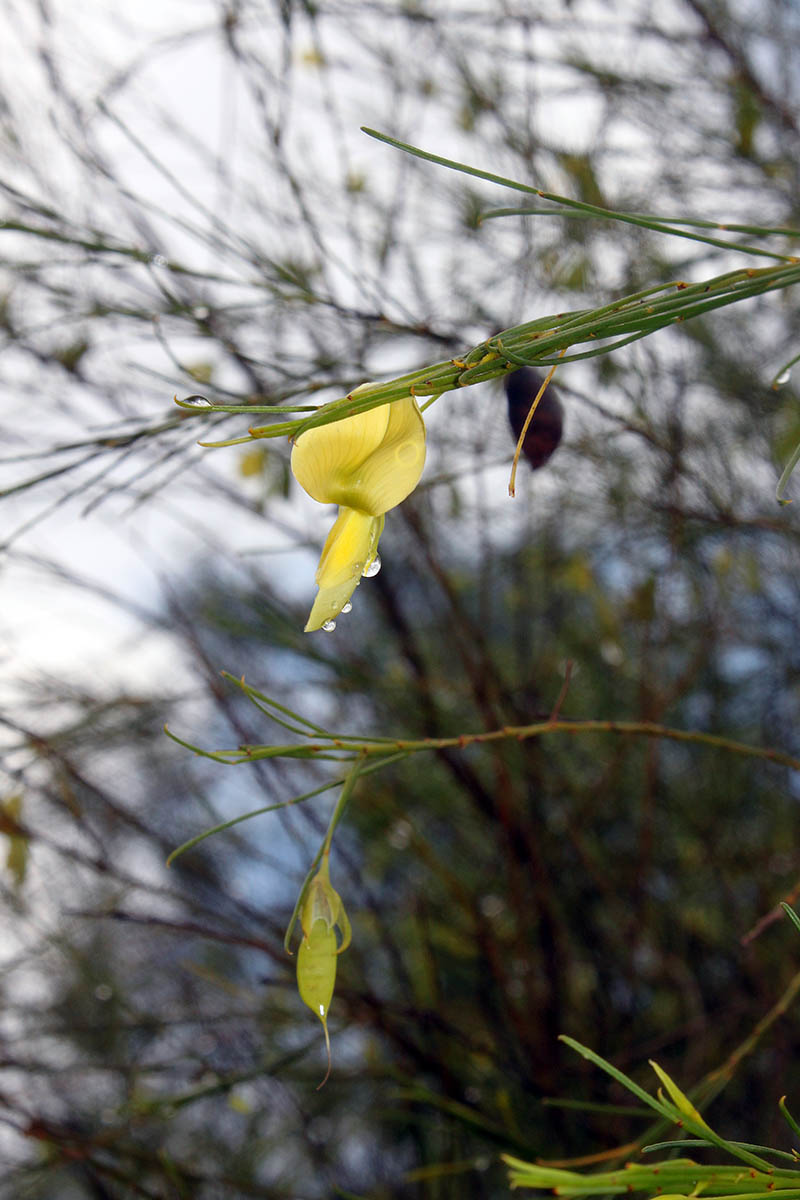 Image of familia Fabaceae specimen.