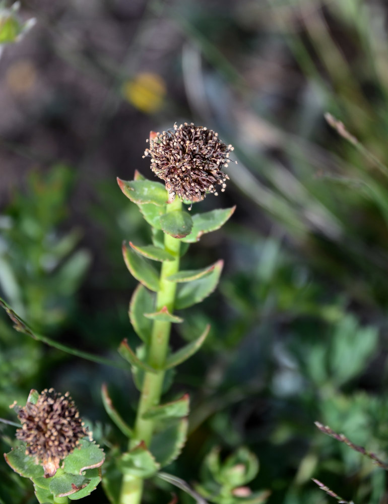 Image of Rhodiola heterodonta specimen.