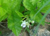 Rubus saxatilis