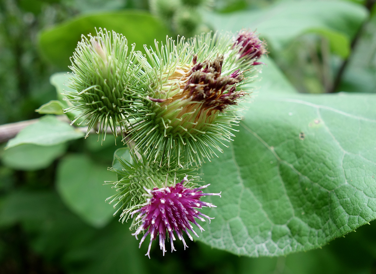 Изображение особи Arctium lappa.