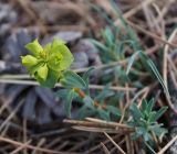 Euphorbia glareosa