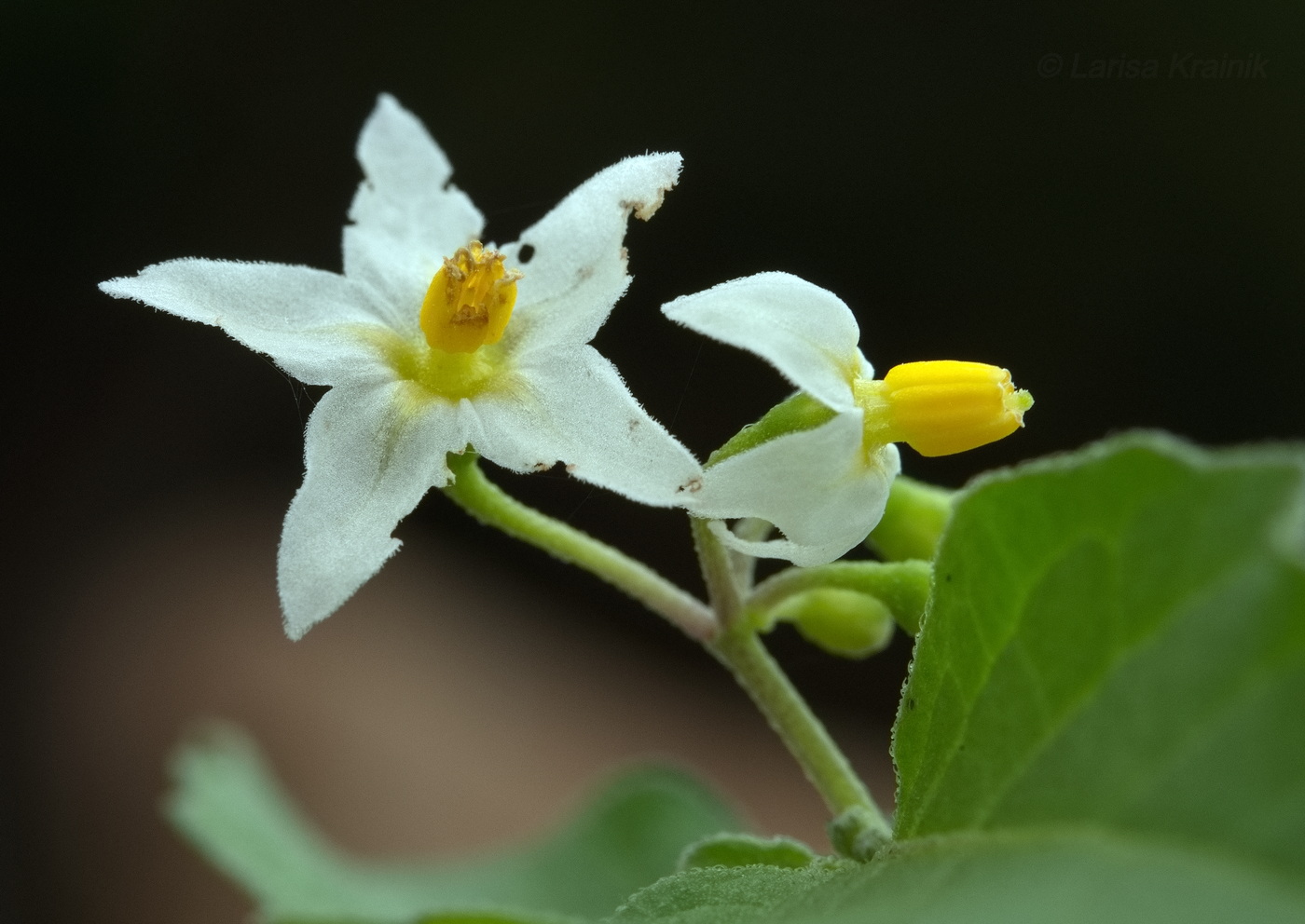 Image of Solanum nigrum specimen.