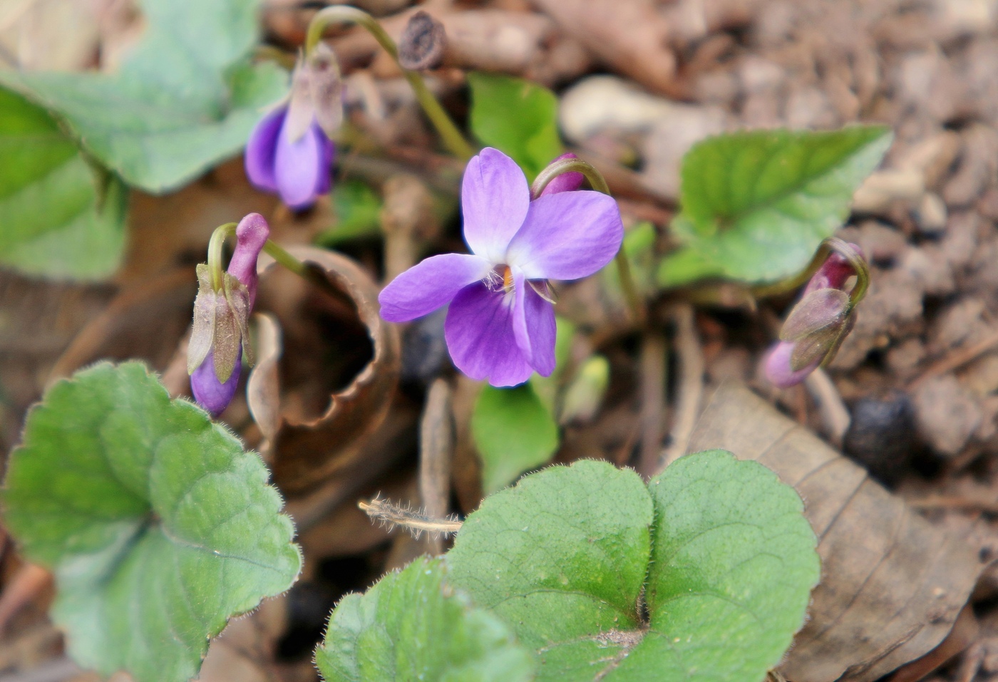 Изображение особи Viola dehnhardtii.