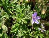 Erodium ciconium. Соцветие с цветком и бутонами. Краснодарский край, Анапский муниципалитет, г. Анапа, р-н Горгиппия морская, высокий берег, пустырь. 01.06.2021.