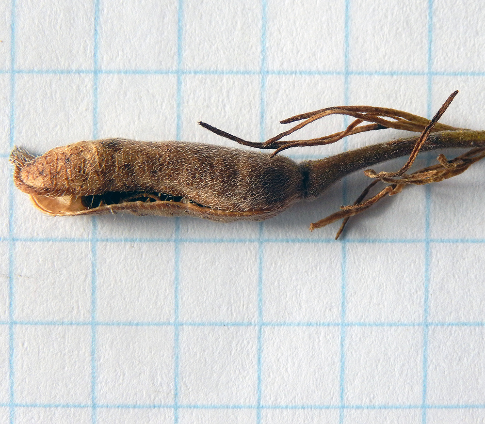 Image of Delphinium hispanicum specimen.