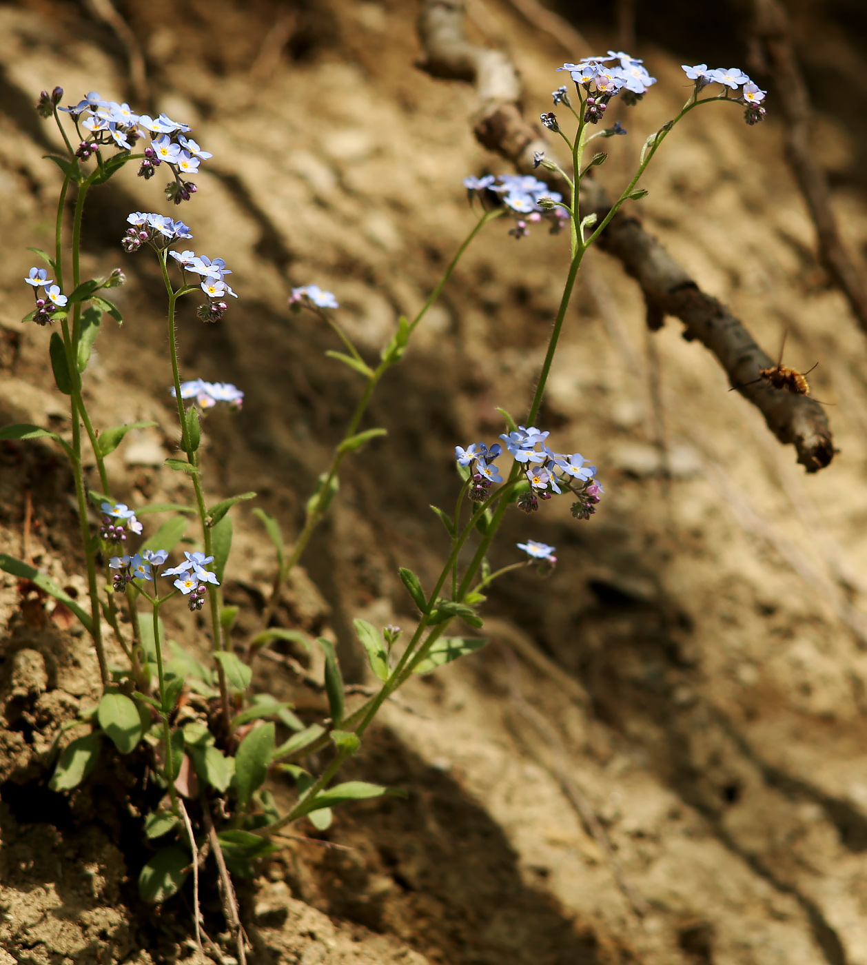 Image of Myosotis lithospermifolia specimen.