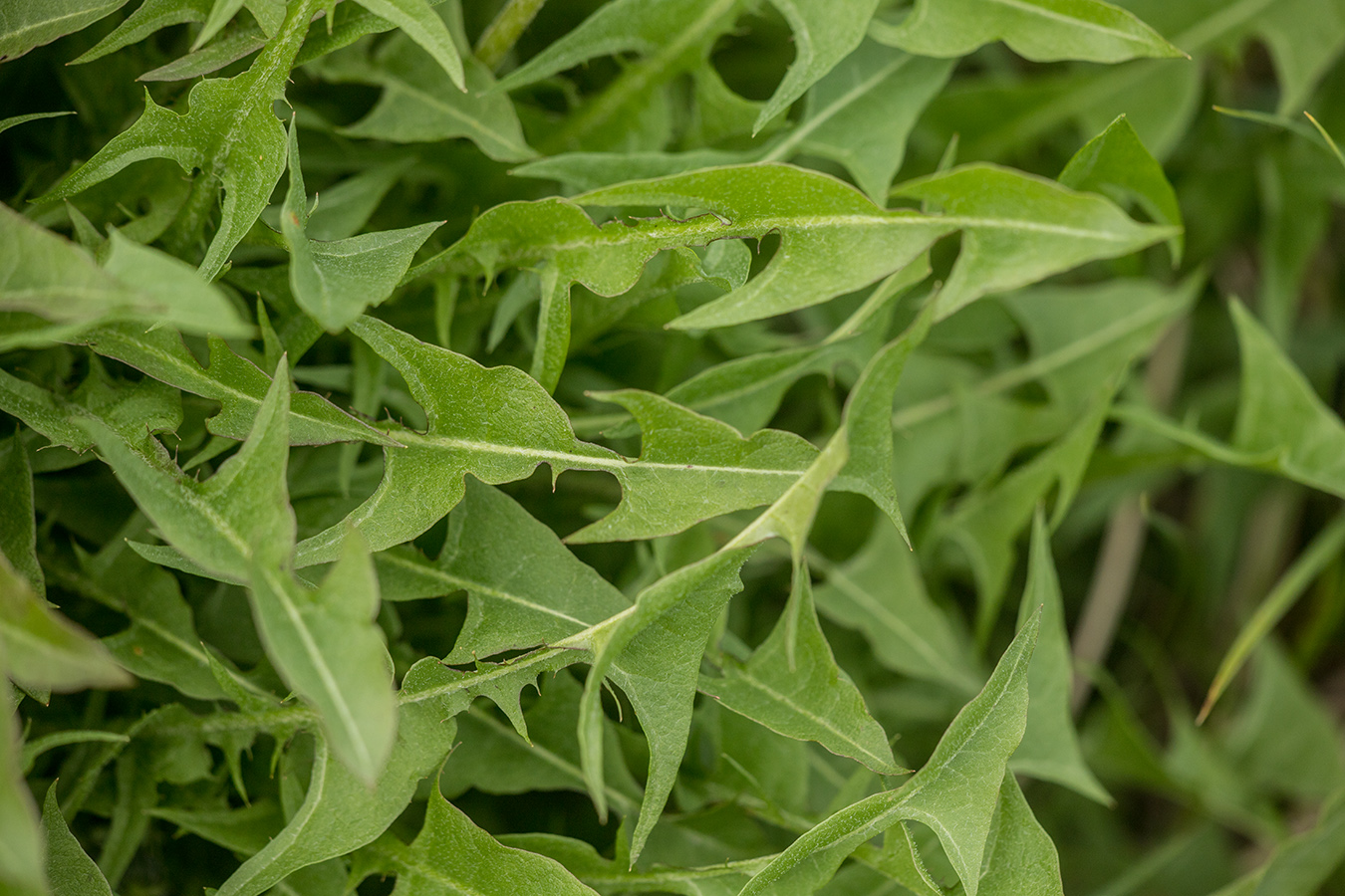 Image of genus Taraxacum specimen.