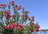 Nerium oleander. Ветви цветущего кустарника с махровыми цветками. Египет, мухафаза Асуан, о-в Агилика, в культуре. 03.05.2023.