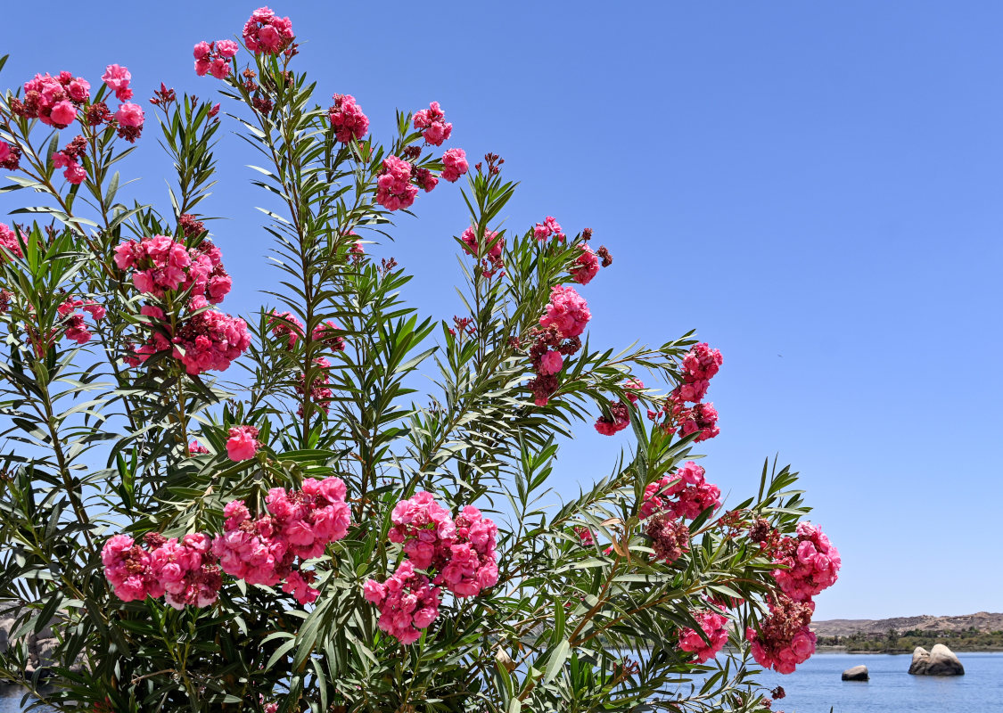 Image of Nerium oleander specimen.