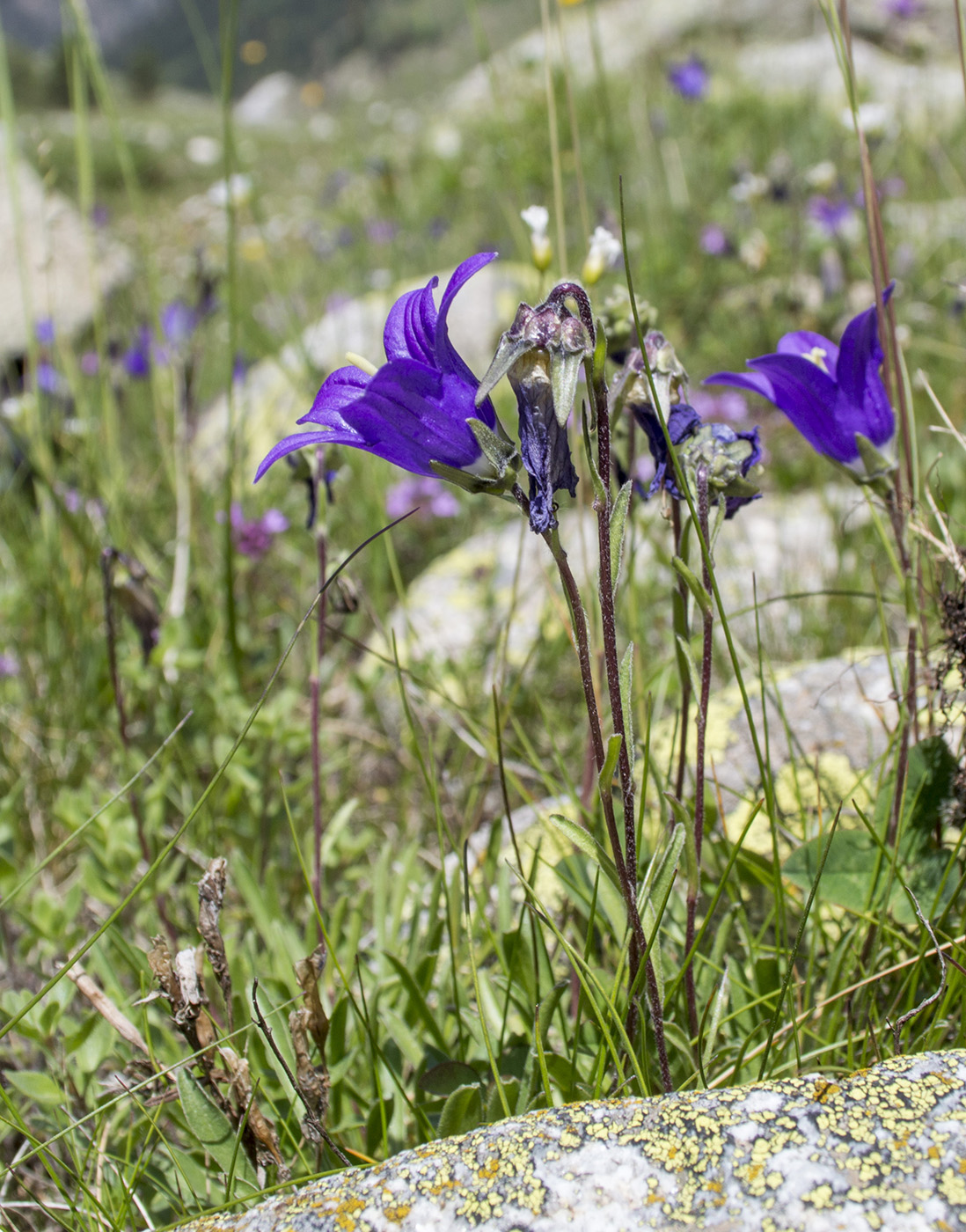 Image of Campanula saxifraga specimen.