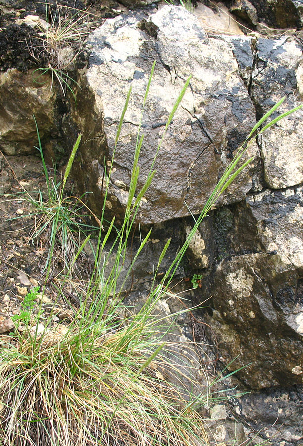 Изображение особи Psathyrostachys rupestris.