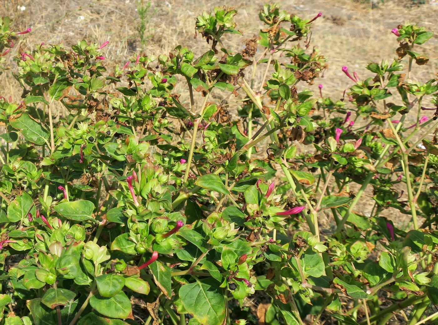 Image of Mirabilis jalapa specimen.