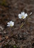 Cerastium glabratum. Побег с цветком. Мурманская обл., Кольский р-н, сельское поселение Териберка, о. Кильдин, западный берег оз. Могильное, пустырь у дороги. 24.06.2023.