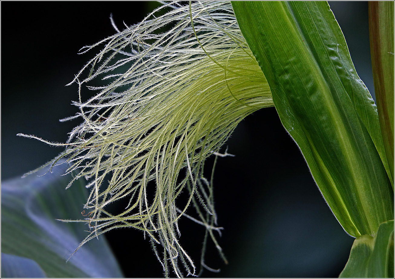 Image of Zea mays specimen.