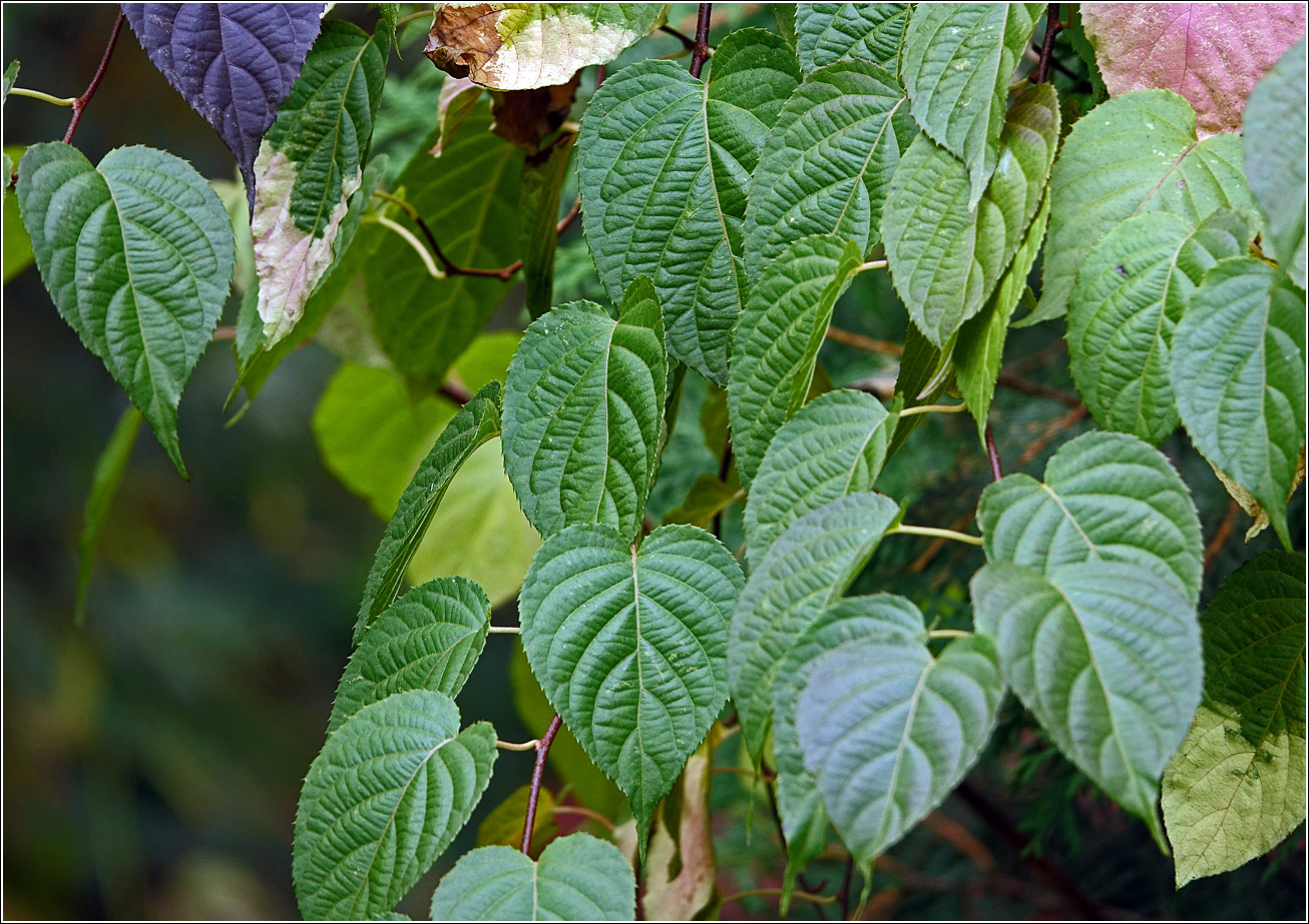 Image of Actinidia kolomikta specimen.