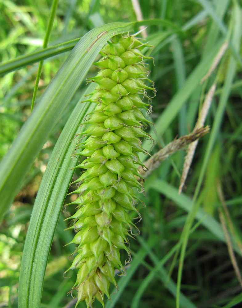 Image of Carex vesicaria specimen.