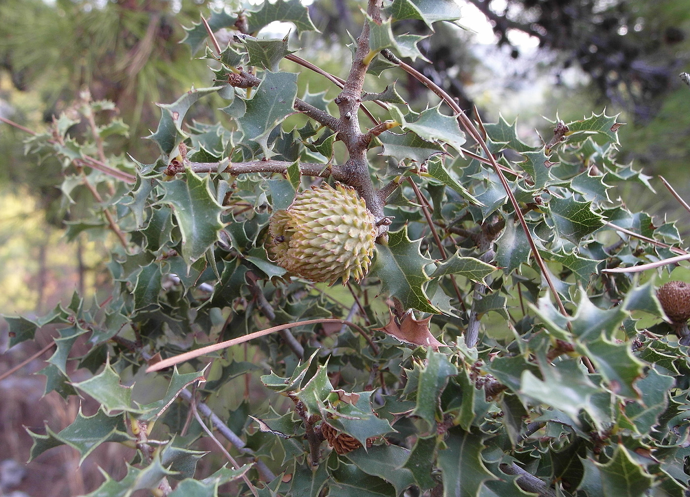 Изображение особи Quercus coccifera.