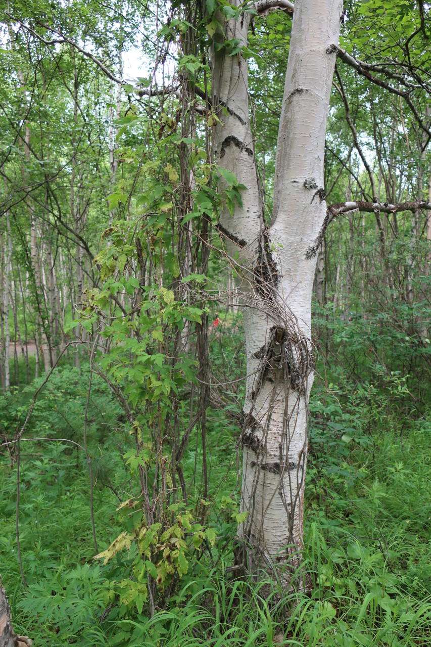 Изображение особи Atragene ochotensis.