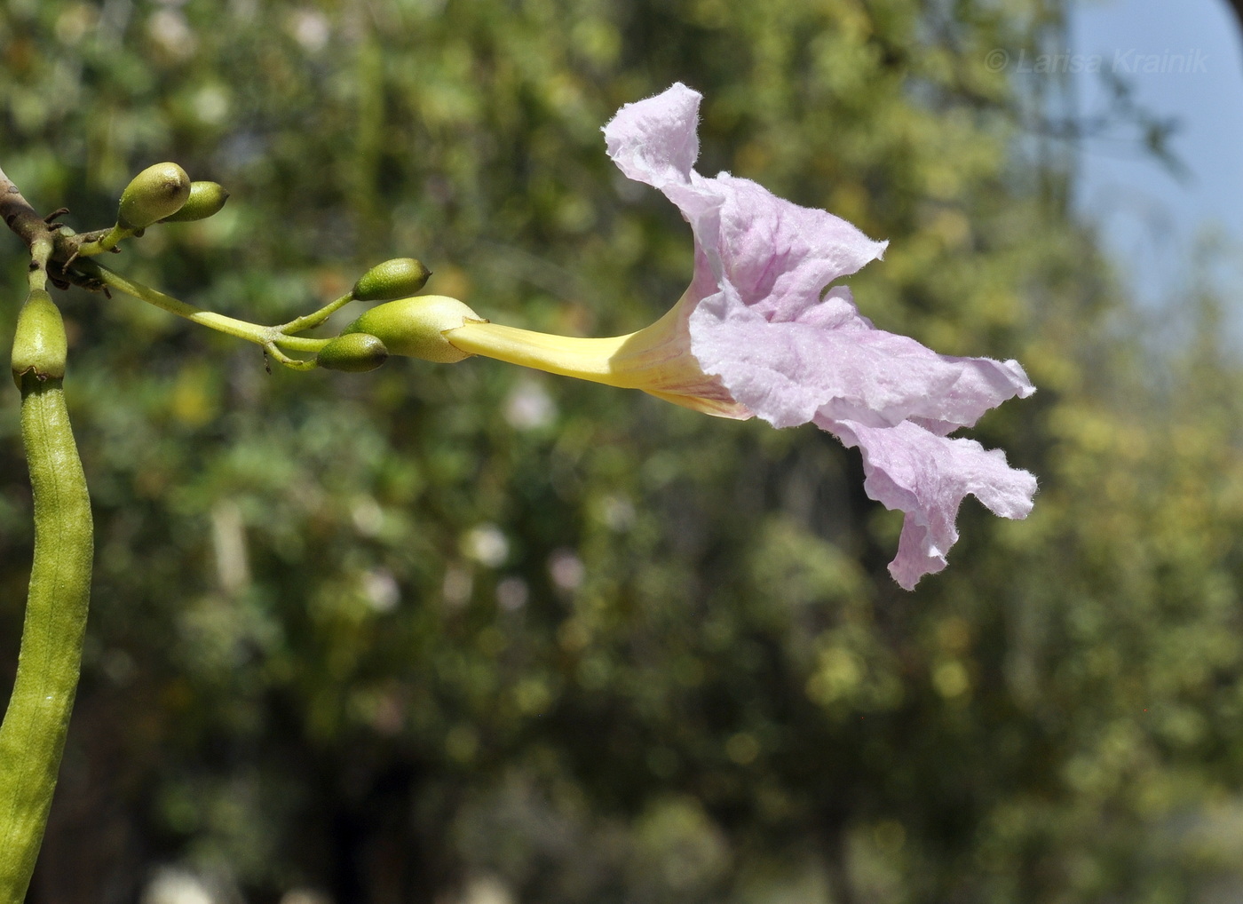 Image of genus Tabebuia specimen.