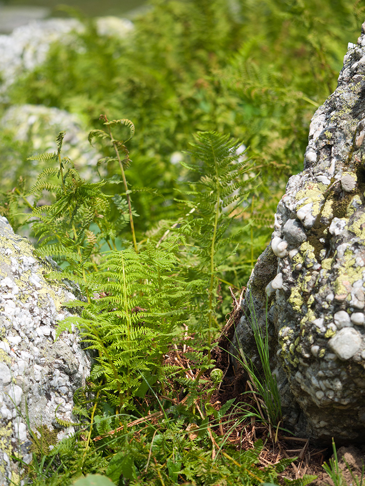 Image of Athyrium distentifolium specimen.