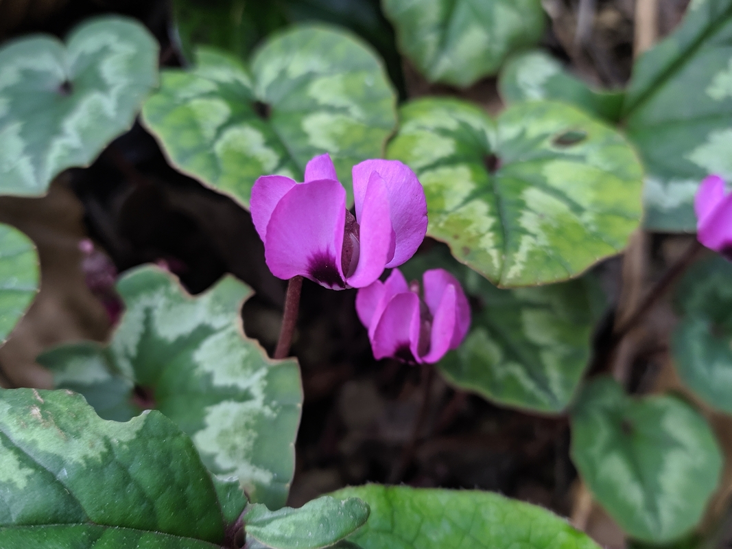 Изображение особи Cyclamen coum.