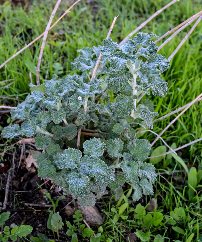 Изображение особи Marrubium vulgare.