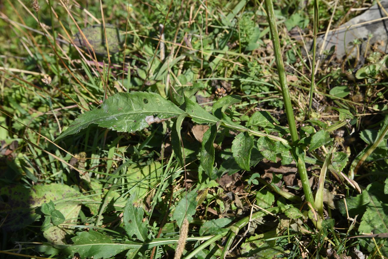 Image of Cephalaria gigantea specimen.