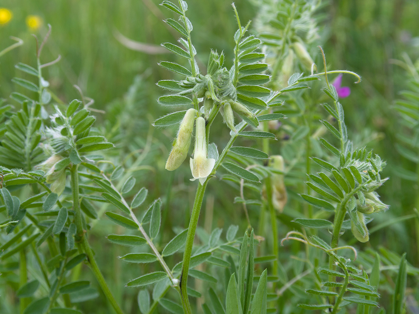 Image of Vicia pannonica specimen.