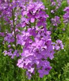 Hesperis matronalis