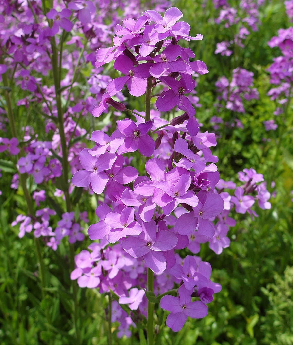 Image of Hesperis matronalis specimen.