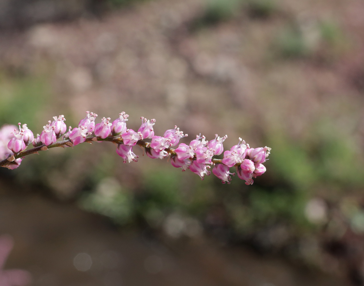 Image of Tamarix ramosissima specimen.